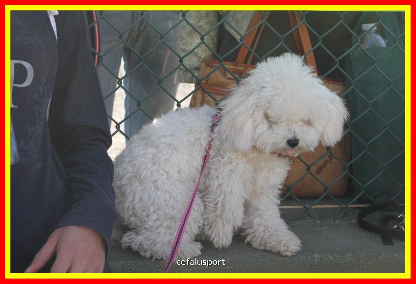 180311 mostra_canina 095.jpg